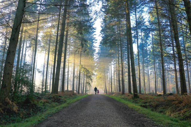 Alice Holt Forest