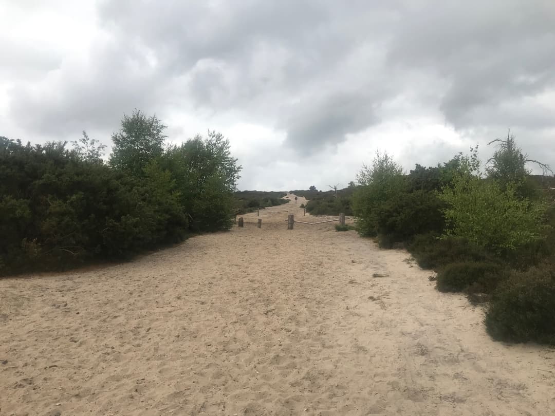 Frensham Little Pond - image 2