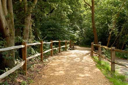 Southwood Woodland