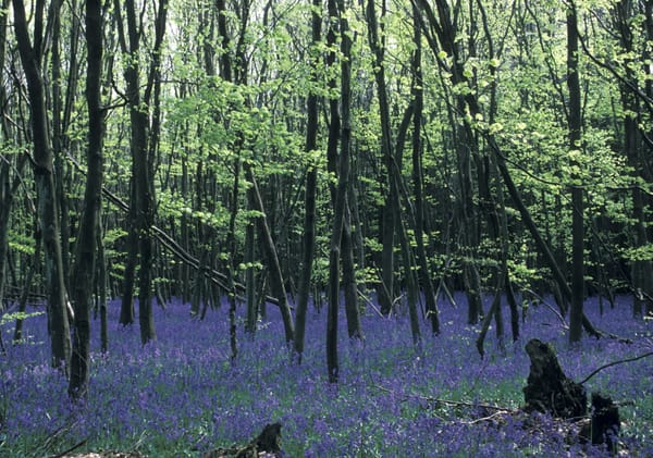 Chawton Park Wood