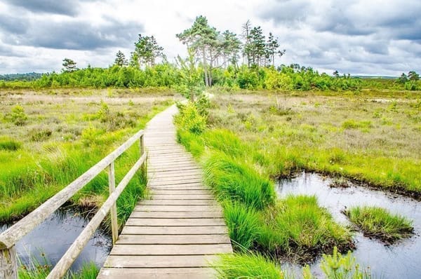 Thursley Nature Reserve