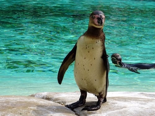 Edinburgh Zoo