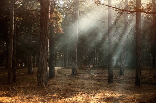 Bordon Inclosure