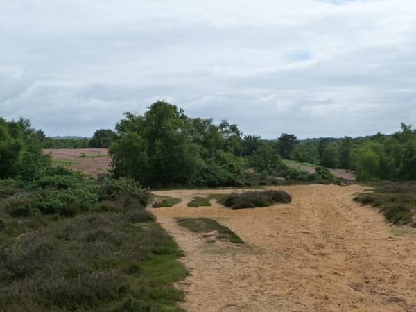 Kingsley Common