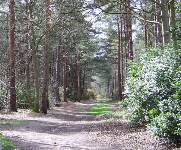 Hawley Woods