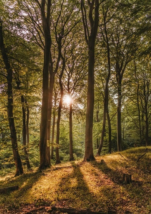 Forests at Home
