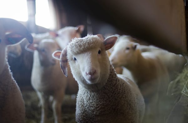 Virtual Farm Visits
