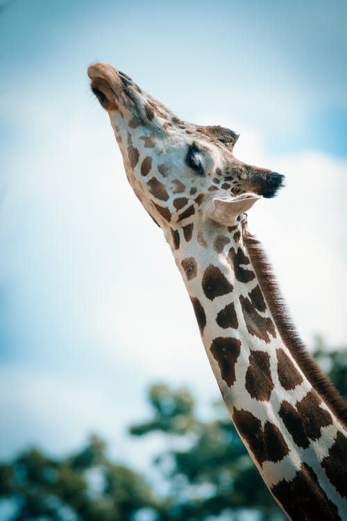 Marwell Zoo