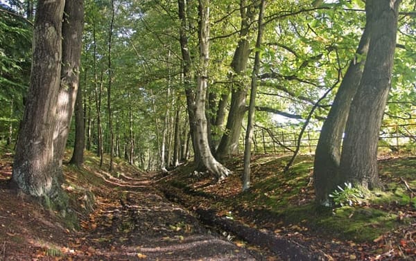 Minley Woods