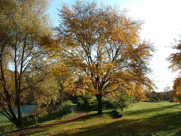 Brickfields Country Park