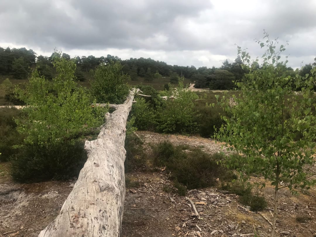 Frensham Little Pond - image 1