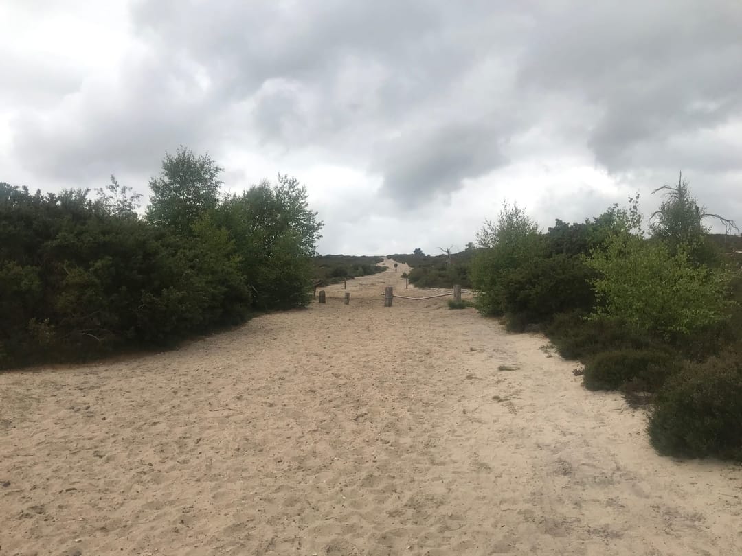 Frensham Little Pond - image 2