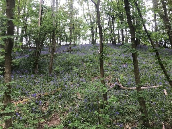 Tilford Green to Frensham Little Pond Walk