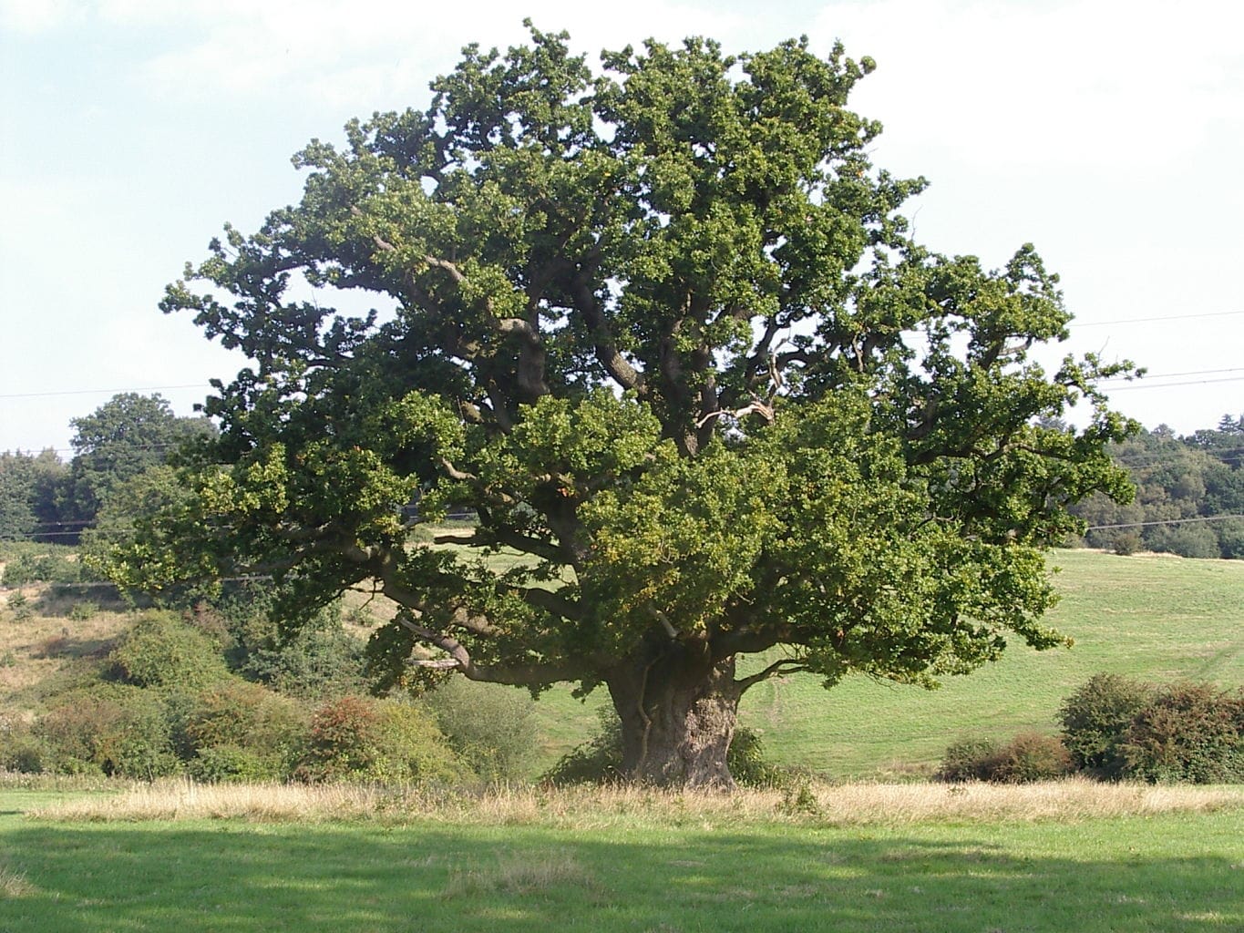 Family Friendly Walks in Farnham