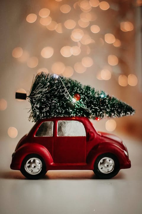 Christmas Trees in Farnham, Farnborough, Alton and Fleet