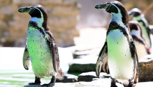 Birdworld, Surrey