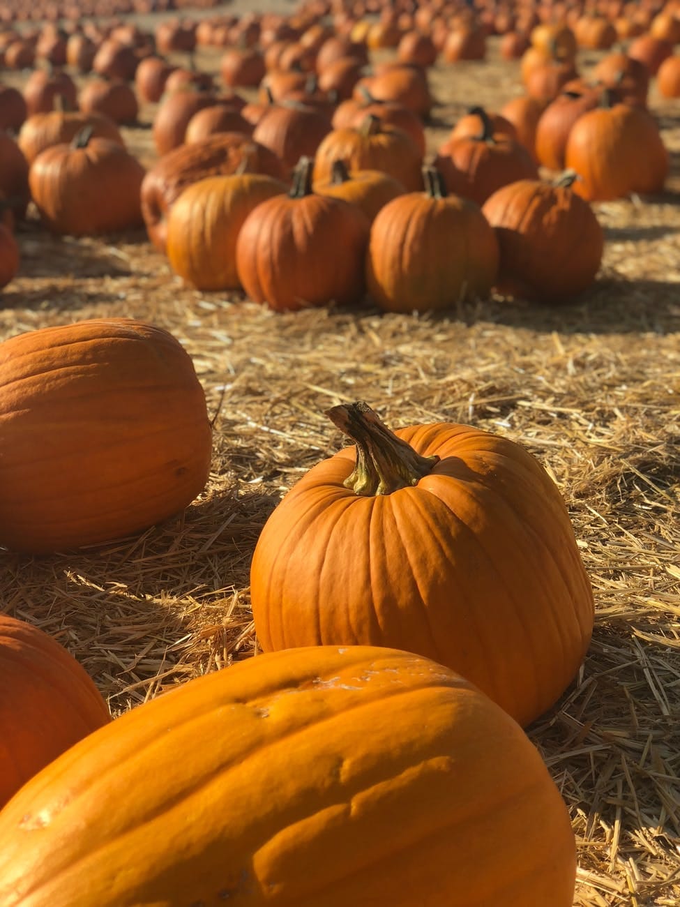 Pumpkin Picking near Farnham