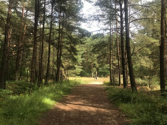 Hogmoor Inclosure - image 2