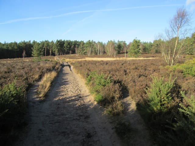 Hankley Common, Tilford